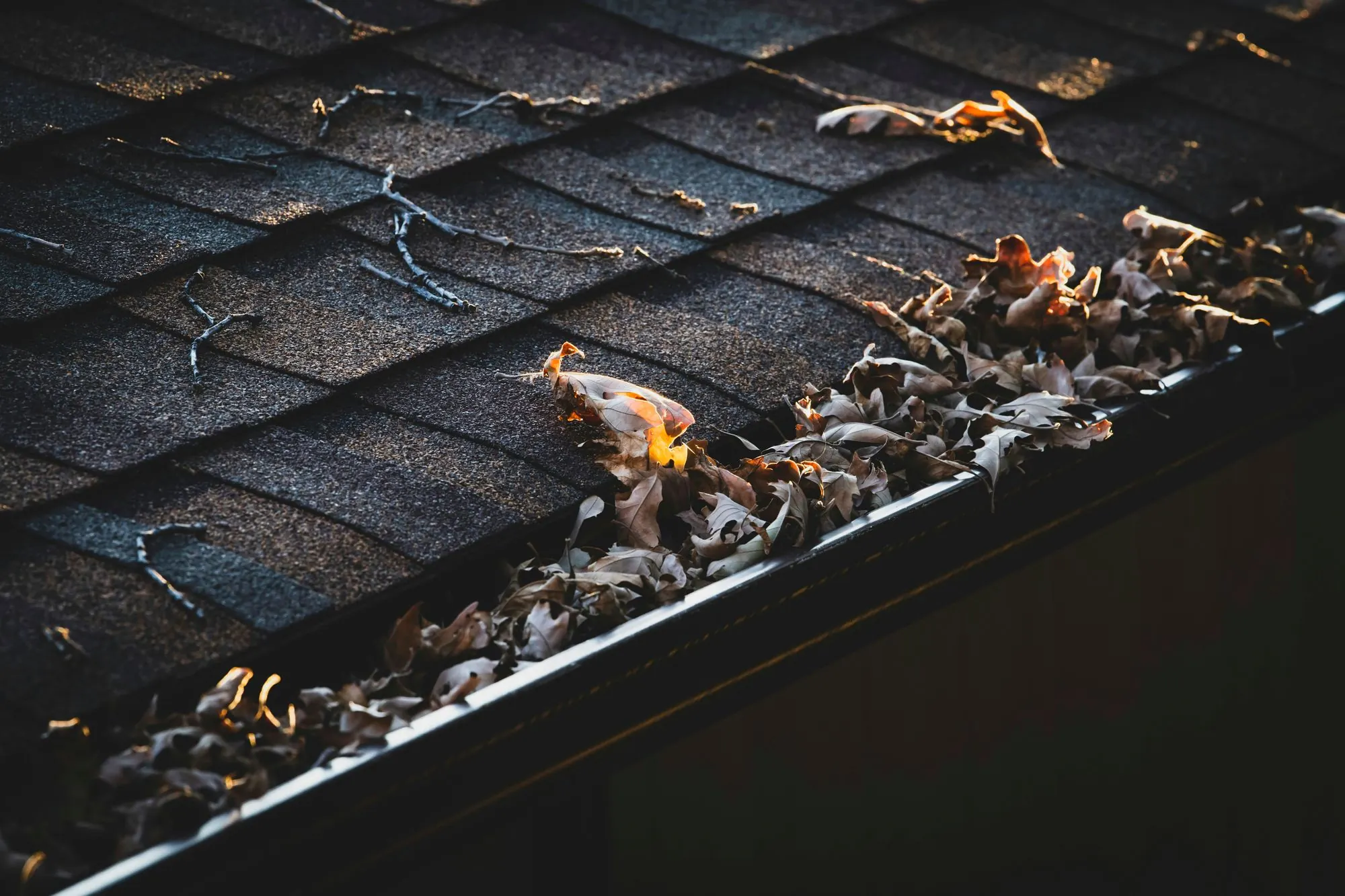Dry oak leaves clogging a black rain gutter along the edge of an asphalt shingle roof